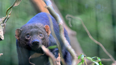 Tayra (3).jpg